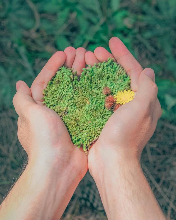Illustration of a growing plant symbolizing personal growth from yoga.